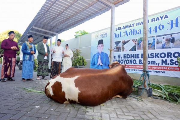 Ibas Yudhoyono Idul Adha di Pacitan, Sumbang Sapi Kurban untuk Warga