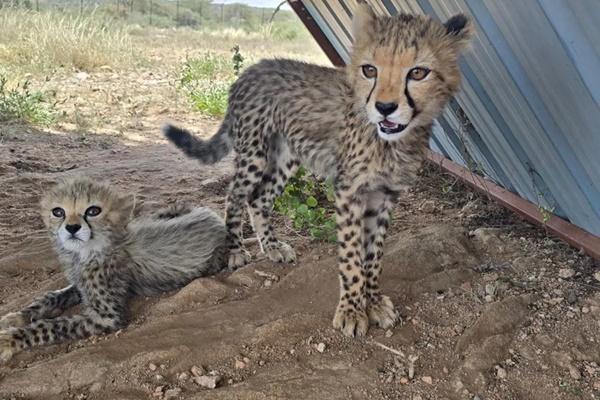 Anak Cheetah Bernama Taylor Swift Bertemu Pejantannya Travis Kelce