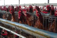 Pemerintah Berlakukan HPP Ayam Hidup Tingkat Peternak Rp18 Ribu/Kg