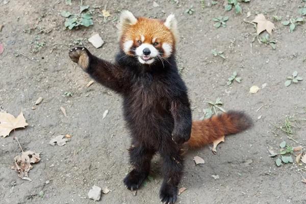 Hotel di China Dikecam karena Gunakan Panda Merah untuk Bangunkan Tamu. (FOTO: STOCK IMAGE) 