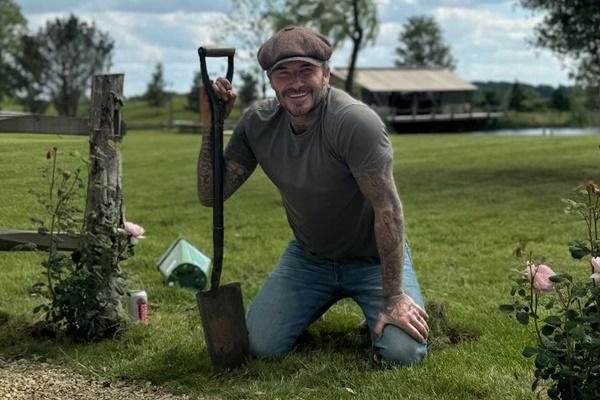 David Beckham Panen Wortel di Kebunnya, Ini Reaksi Lady Victoria Beckham Melihat Hasilnya. (FOTO: INSTAGRAM/VICTORIA BECKHAM) 