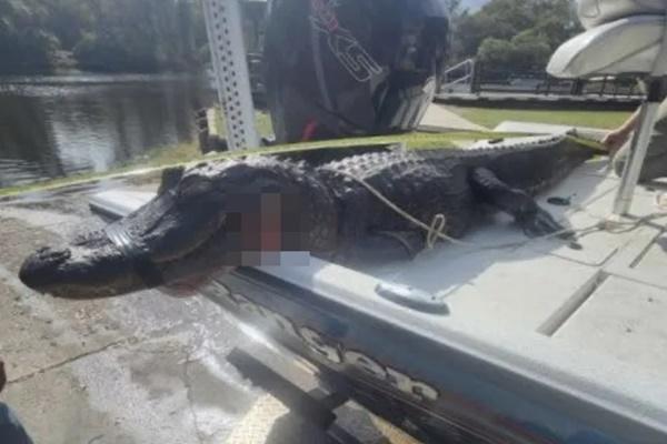 Buaya yang terlibat dalam serangan di Polk County. (FOTO: FWC) 