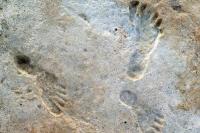 Penelitian Baru Perkuat Bukti Usia Jejak Kaki Kuno New Mexico