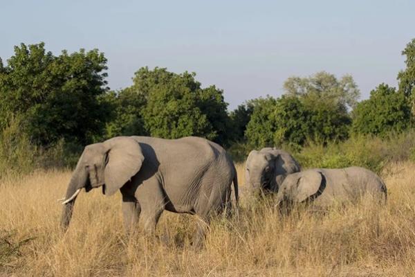 Gajah di Taman Nasional Luangwa Selatan. Safari di Zambia, 2 Turis Tewas Ditabrak Gajah dan Anaknya. (FOTO: GETTY IMAGE) 