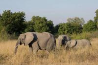 Gajah di Taman Nasional Luangwa Selatan. Safari di Zambia, 2 Turis Tewas Ditabrak Gajah dan Anaknya. (FOTO: GETTY IMAGE)