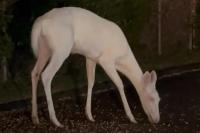 Rusa Albino Langka Ditemukan Seorang Pria saat Mengemudi ke Tempat Kerja di Michigan. (FOTO: RAMEZ KHURI)