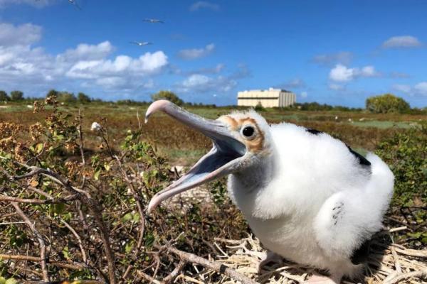 Seekor anak burung fregat besar di Pulau Johnston, di dalam Suaka Margasatwa Nasional Atol Johnston pada tahun 2021. Handout via REUTERS 