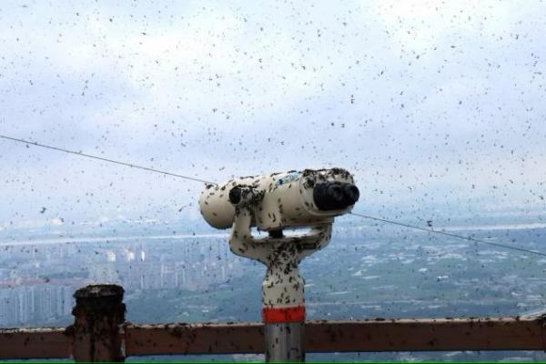 Teleskop di observatorium puncak gunung dipenuhi Loverbugs, yang secara resmi disebut Plecia longiforceps, di Incheon, Korea Selatan, 30 Juni 2025. Yonhap via REUTERS 