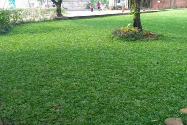 Ilustrasi rumput gajah (Foto: klikhijau.com) 