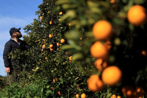 Tarif AS untuk Afsel akan Memukul Petani Kulit Putih yang Dibela Trump
