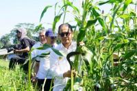 Sorgum, Pilihan Lain Sumber Karbohidrat