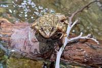 Lebih dari 650 Amfibi Langka Dilepasliarkan di Dekat Los Angeles