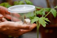 Temuan Peneliti Israel: Ketika Tanaman Berbicara, Serangga Mendengarkan