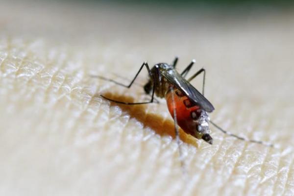 Seekor nyamuk betina terlihat di lengan bawah seorang teknisi kesehatan di laboratorium di departemen entomologi Kementerian Kesehatan Masyarakat di Guatemala City, 4 Februari 2016. REUTERS 