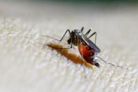 Enam Cara Mudah untuk Mengusir Nyamuk, Dijamin Auto Minggat