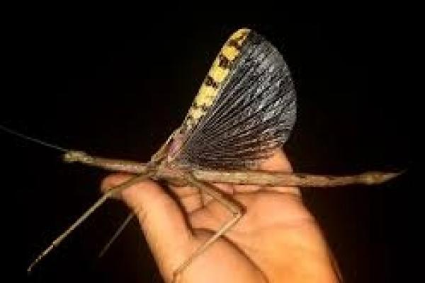 Species serangga tongkat raksasa baru yang ditemukan di Australia. 