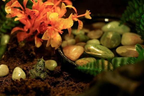 Seekor katak Darwin yang terancam punah berada di dalam terarium di Kebun Binatang Nasional Chili, di Santiago, Chili, 29 Juli 2025. REUTERS 