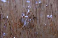 Oasis Berisi Makhluk Pemakan Zat Kimia Ditemukan di Samudra Pasifik