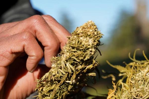 Seorang petani sedang mengeringkan ganja di Ketama, di pegunungan Rif utara, Maroko, 12 Maret 2021. Foto diambil 12 Maret 2021. REUTERS 