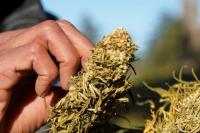 Ganja Legal Marak di Maroko, tetapi Pasar Gelap Lebih Menguntungkan