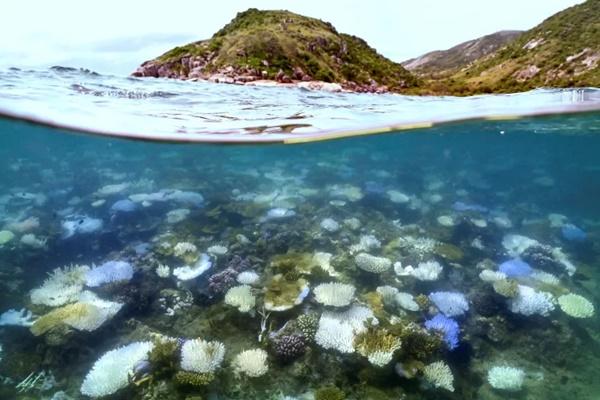 Karang yang memutih dan mati di sekitar Pulau Lizard di Great Barrier Reef, Australia, 5 April 2024. (FOTO: AFP) 