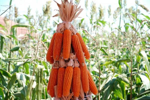 Komoditas Jagung (foto:NFA) 