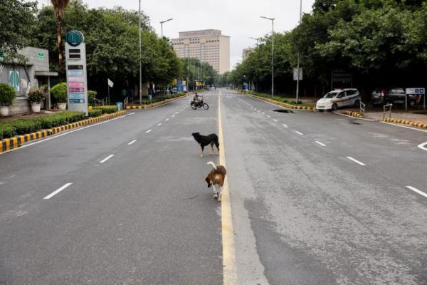Anjing-anjing berjalan di jalanan kosong di New Delhi, India, 10 September 2023. REUTERS 