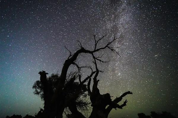 Hujan meteor Perseid diamati di atas pohon poplar Efrat pada tanggal 14 Agustus 2023. (FOTO: GETTY IMAGE) 
