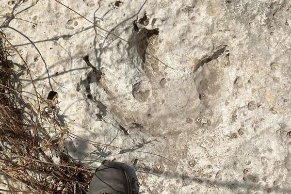 Jejak Dinosaurus dari 115 Juta Tahun Lalu Ditemukan di Properti Pribadi di Texas. (FOTO: KENNETH BADER/UT AUSTIN) 