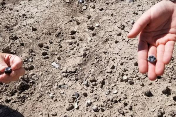 Para ilmuwan memegang fosil gigi hominin yang ditemukan di area penelitian paleoantropologi Ledi-Geraru di Wilayah Afar, Etiopia timur laut, dalam gambar yang dirilis pada 13 Agustus 2025. Handout via REUTERS 
