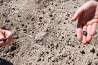 Fosil Etiopia Ungkap Spesies Baru dalam Garis Keturunan Evolusi Manusia