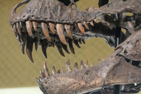 Kerangka T.rex berusia 67 juta tahun bernama TRX-293 TRINITY Tyrannosaurus, terlihat dalam pratinjau di balai lelang Koller di Zurich, Swiss, 29 Maret 2023. REUTERS 