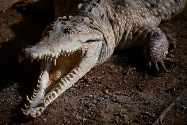 Seekor buaya Orinoco terlihat di Peternakan Masaguaral, sebuah pusat penangkaran dekat Tamarindito, Negara Bagian Guarico, Venezuela, 22 April 2025. REUTERS 