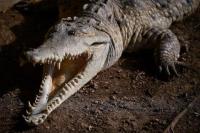 Ahli Biologi Venezuela Bertaruh demi Selamatkan Buaya Orinoco