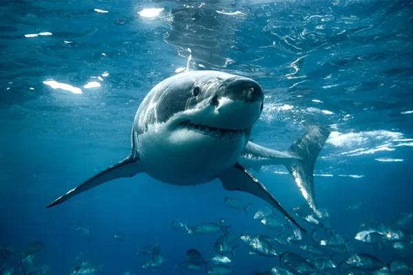 Turis AS Terluka Parah Setelah Diserang Hiu Saat Memancing Ikan di Bahama. (FOTO: GETTY IMAGE) 