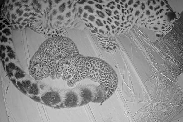 Macan tutul Amur Dot bersama dua anaknya, lahir pada 13 Agustus. (FOTO: SAINT LOUIS ZOO) 