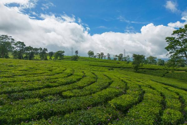 Wisata Kebun Teh di Subang, Jawa Barat (Foto: Kumparan) 