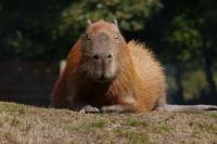 Rahasia Hidup Tenang dari Kapibara, Hewan Paling Santai di Dunia