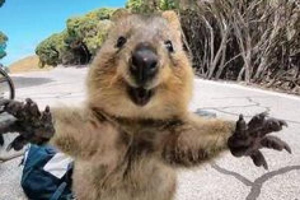 Hewan Quokka asal Australia yang selalu tersenyum (Foto: pinterest) 