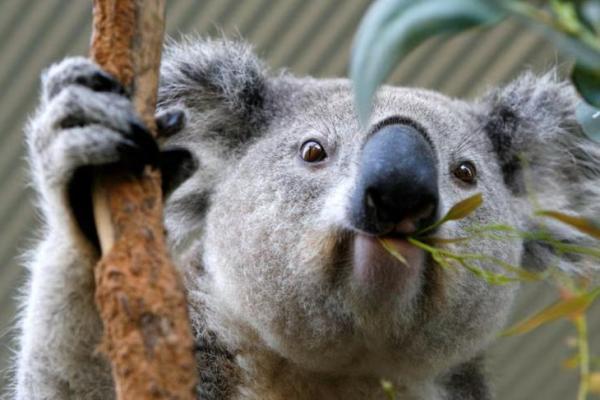 Seekor koala mengunyah daun eukaliptus di sebuah taman satwa di Sydney, 26 September 2008. REUTERS 