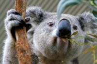 Australia Setujui Vaksin Pertama untuk Selamatkan Koala dari Klamidia