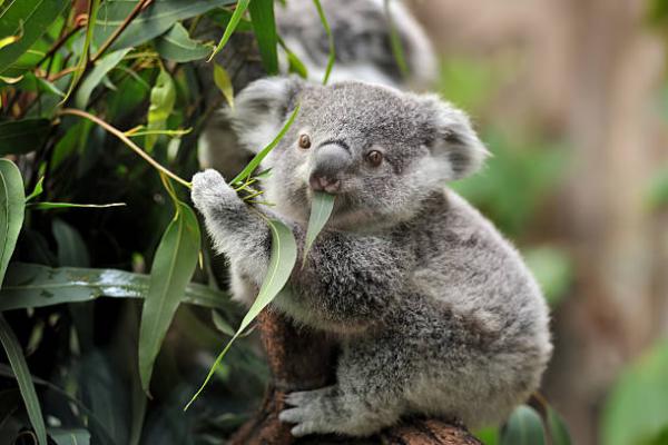 Australia Setujui Vaksin Pertama di Dunia untuk Menyelamatkan Koala dari Klamidia Mematikan. (FOTO: ISTOCK) 