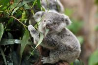 Australia Setujui Vaksin Pertama di Dunia untuk Selamatkan Koala dari Klamidia Mematikan