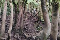Ilustrasi - jalur gunung Gede via Putri (Foto: Vaza/Katakini.com)