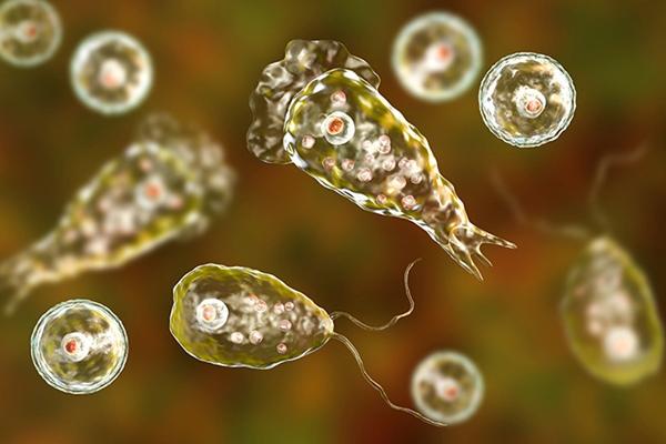 Kasus Amoeba Pemakan Otak di Kerala India Meningkat. (FOTO: HALODOC) 