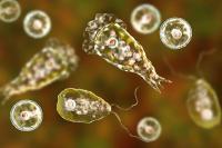 Kasus Amoeba Pemakan Otak di Kerala India Meningkat. (FOTO: HALODOC)