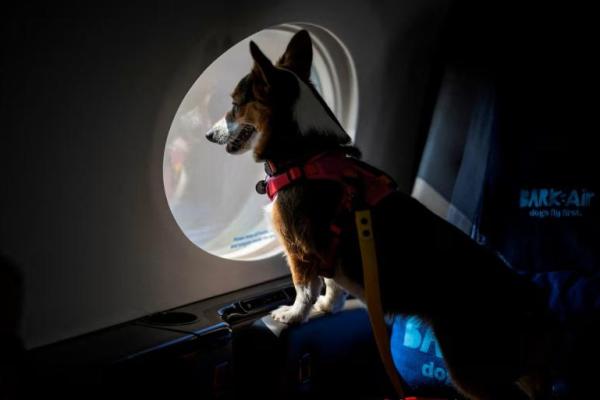Seekor anjing mengintip dari jendela pesawat saat acara pers yang memperkenalkan Bark Air, maskapai penerbangan khusus anjing, di Bandara Republic di East Farmingdale, New York, 21 Mei 2024. REUTERS 
