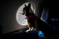 Kolombia Minta PBB Tetapkan Standar Perlindungan Hewan di Pesawat