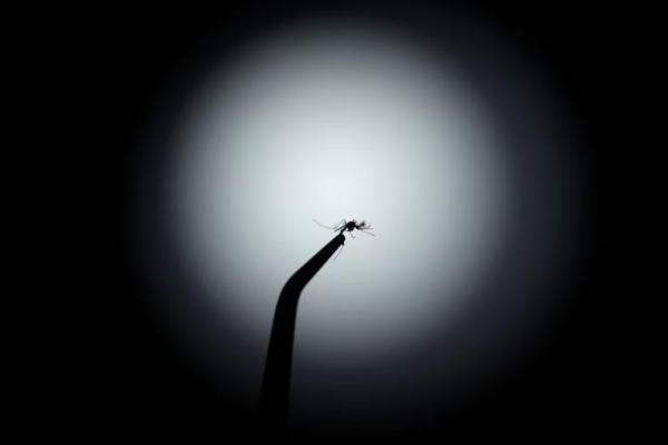 Seekor nyamuk Aedes aegypti dengan bakteri Wolbachia yang dapat menghambat penularan demam berdarah terlihat di sebuah laboratorium di Yayasan Oswaldo Cruz di Rio de Janeiro, Brasil, 9 April 2024. REUTERS 
