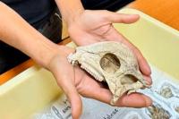 Belanda Bakal Kembalikan Fosil Era Kolonial ke Indonesia